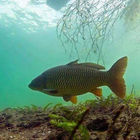 Crapul comun - Cyprinus carpio 