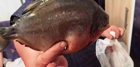 Peste piranha prins in lacul barajului Firiza din Baia Mare